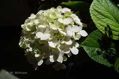 Hydrangea macrophylla